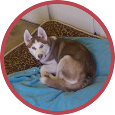 Our Services | Dog Daycare & Pet Hotel | Red Ruff Inn | Cheyenne, WY