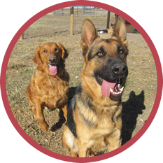 Red Ruff Inn Doggie Daycare: Happy Pets, Happy People