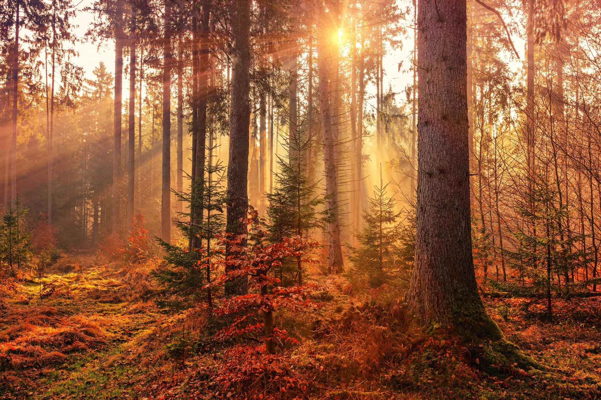 Bosco in autunno con sole tra gli alberi