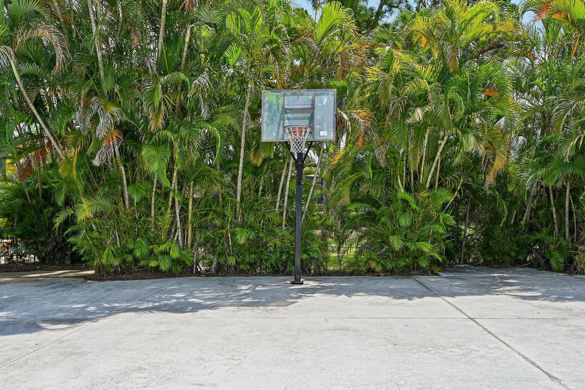 Basketball hoop on a driveway in front of dense green tropical bushes.