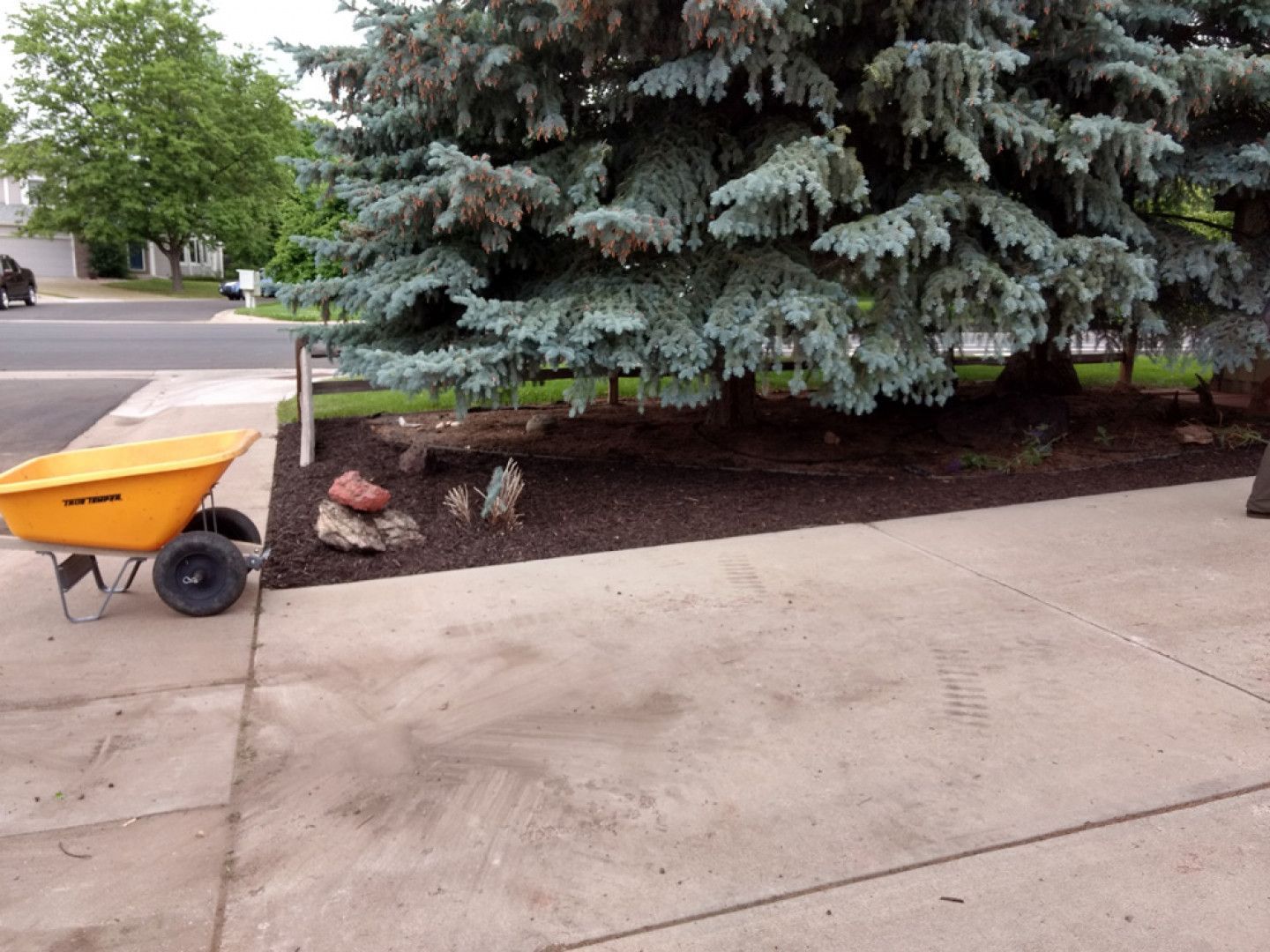 Orange wheelbarrow beside a driveway with mulch and a large evergreen tree