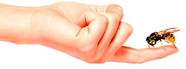 CLÍNICA EN ALERGIAS Y ASMA - ALERGIAS POR PICADURAS