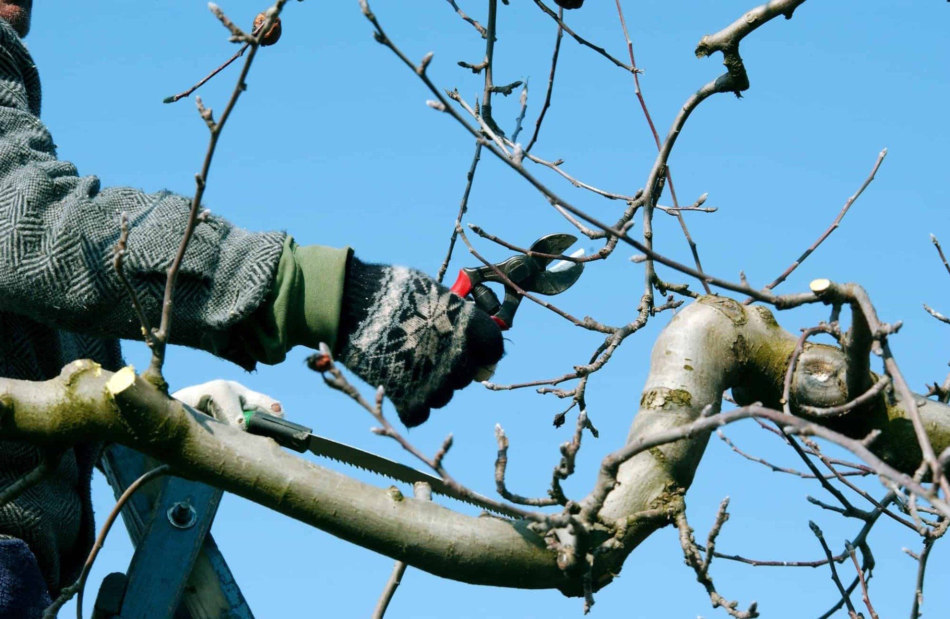 best tree contractor simcoe county