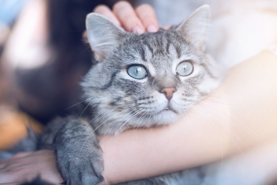 Farmaci veterinari e dispositivi dedicati alla salute animale