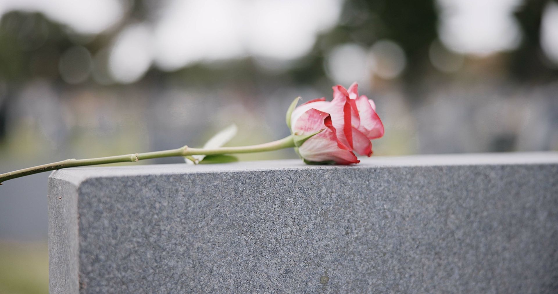Rose Flower — Campbelltown, NSW — Macarthur Lady Funerals