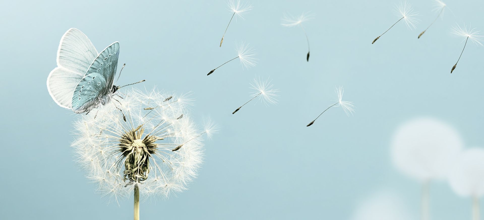 A butterfly is sitting on a dandelion with dandelion seeds blowing in the wind.