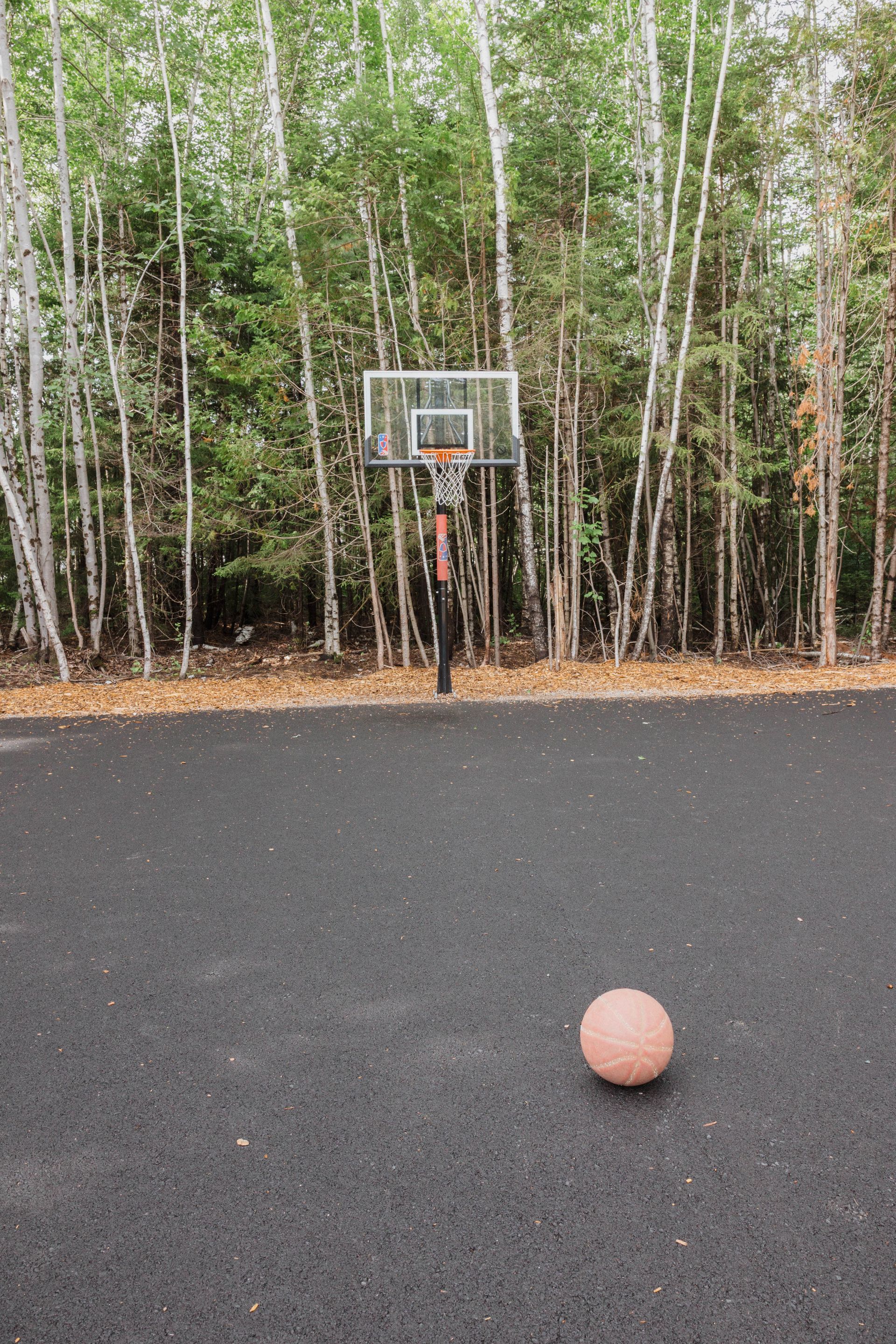 A basketball on a paved driveway with a hoop in front of birch trees.