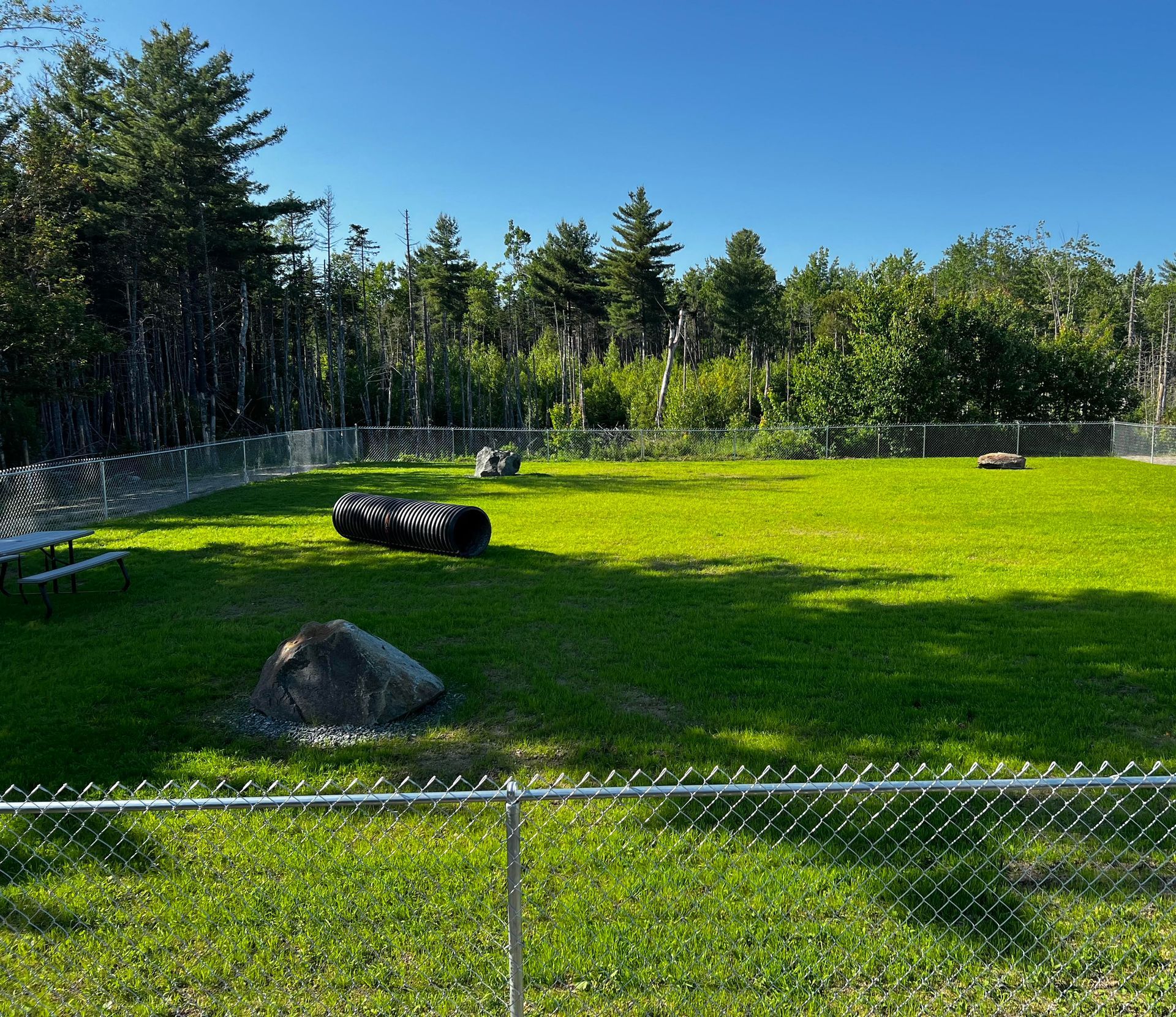 Sunny fenced grassy enclosure with rocks, logs, and trees under a clear blue sky.
