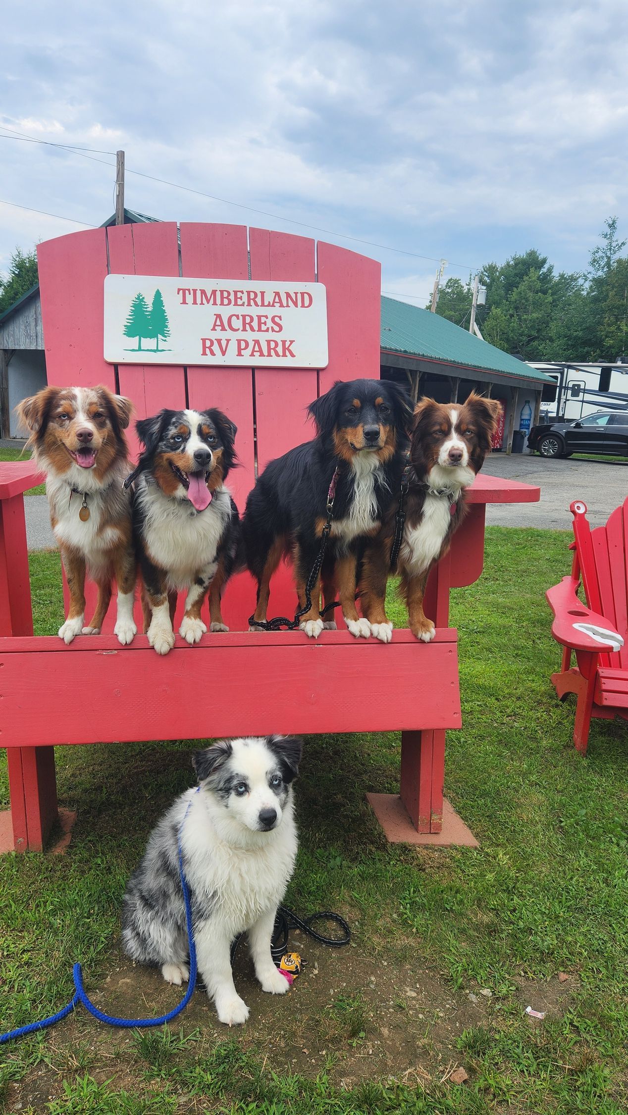 Six dogs on a red bench and one below at an outdoor dog event signaled by a red sign.