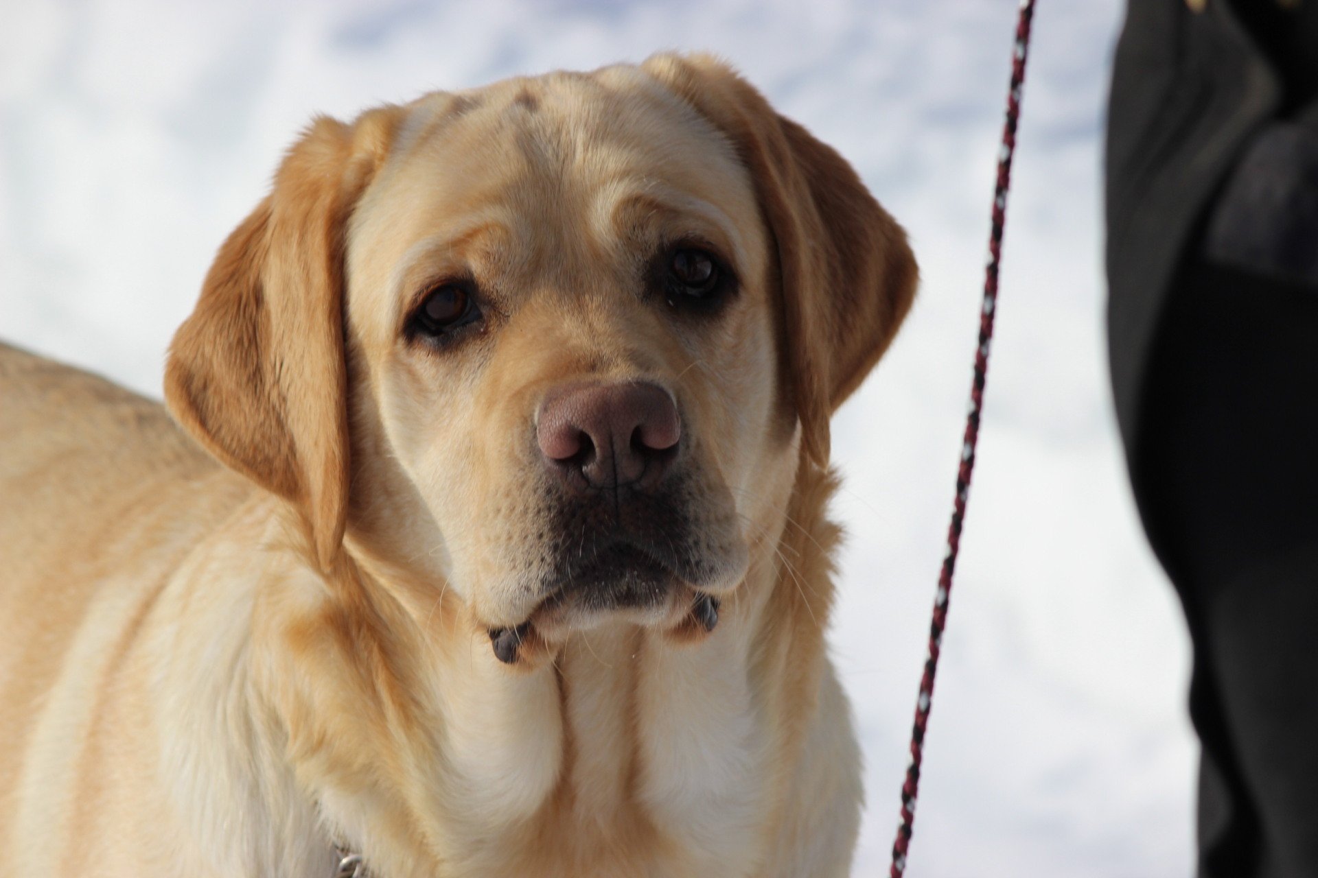Paevalley Labradors