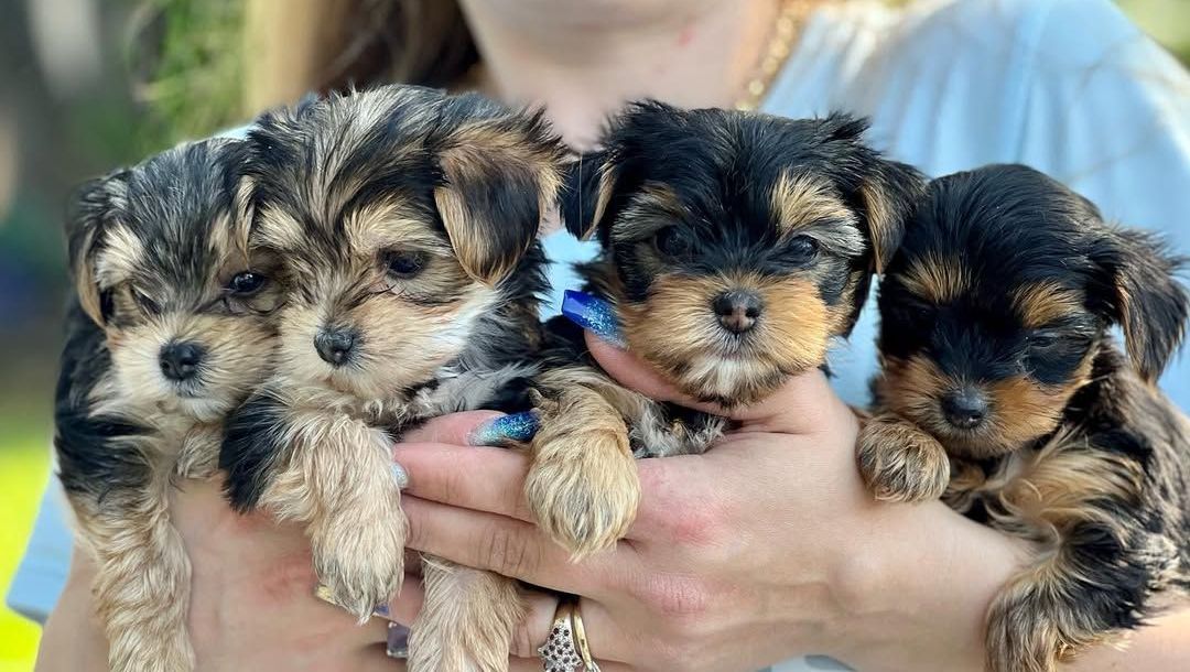 yorkie puppies for sale