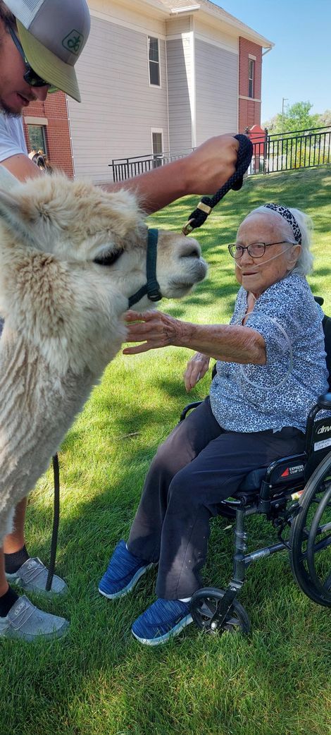An elderly person in a wheelchair reaches out to pet a white alpaca held by a person standing on a sunny lawn.