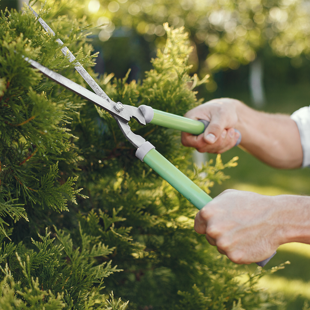 A person is cutting a tree with a pair of scissors