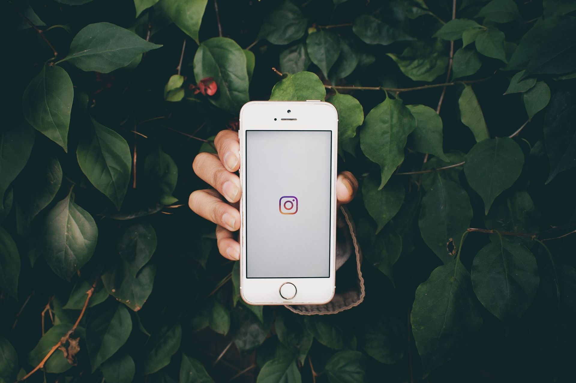 A person is holding a cell phone in front of a bush.