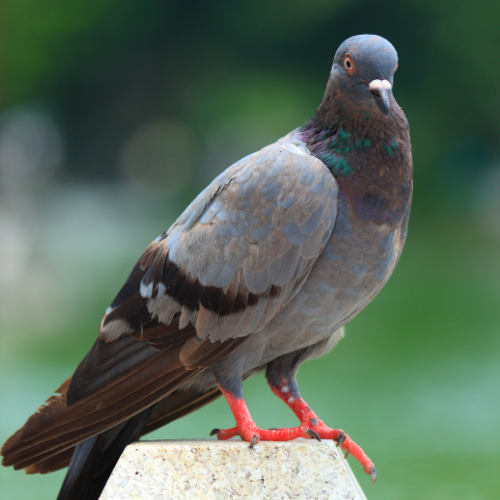 a pigeon perched on top of a stone block