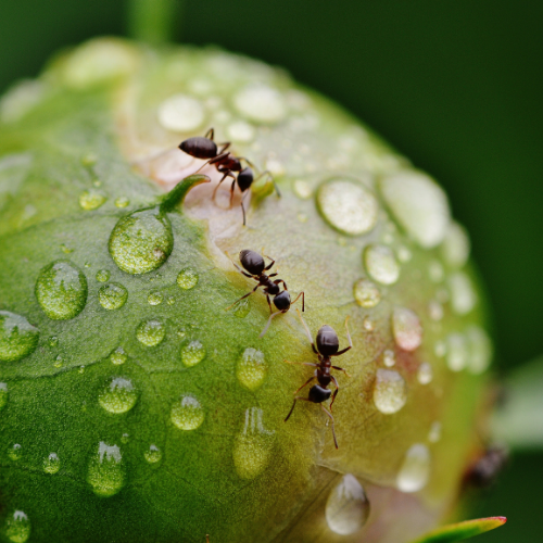 a group of ants are sitting on top of a green plant covered in water drops .