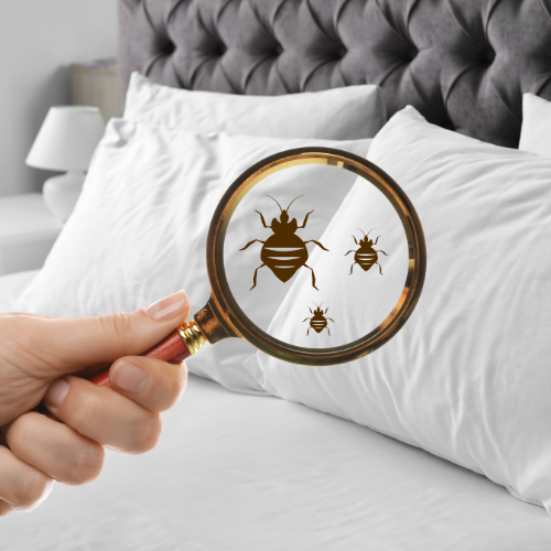 a person is holding a magnifying glass over a bed bug