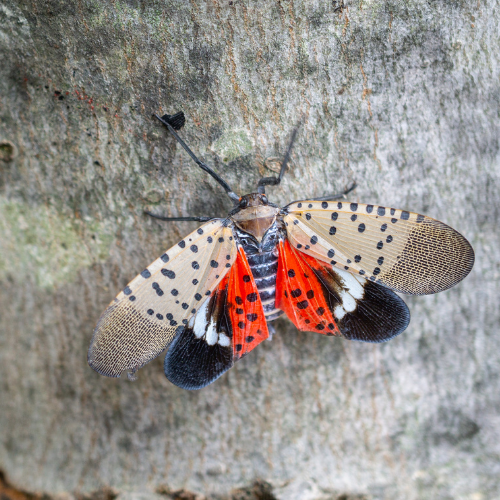 a close up of a lanternfly sitting on a tree trunk .
