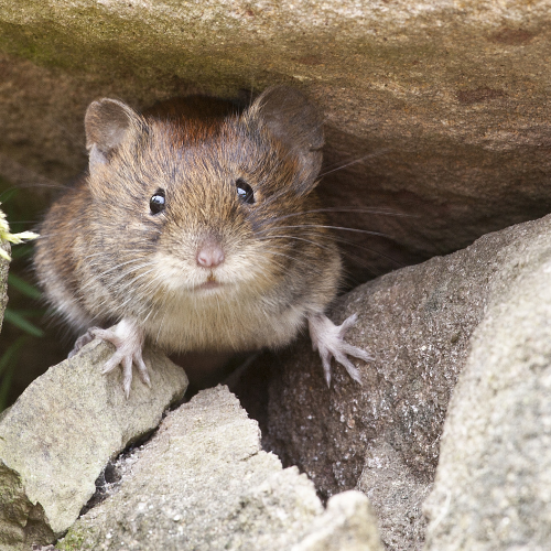 a mouse is sitting on a rock and looking at the camera
