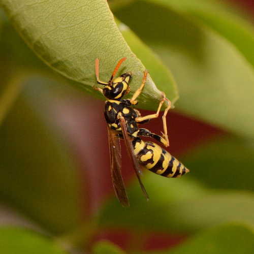 a close up of a wasp on a green leaf