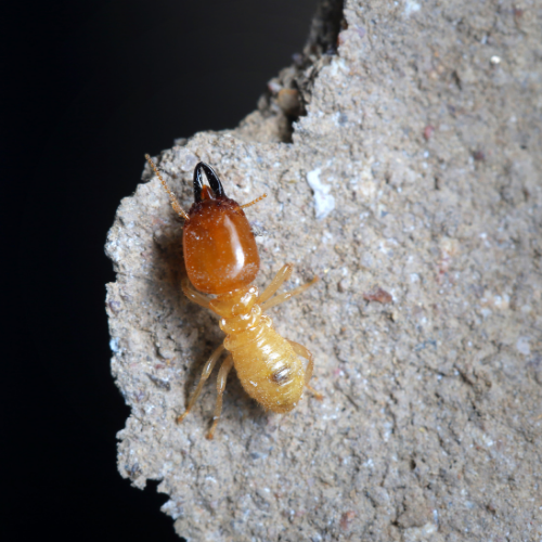 a termite is sitting on a piece of concrete .