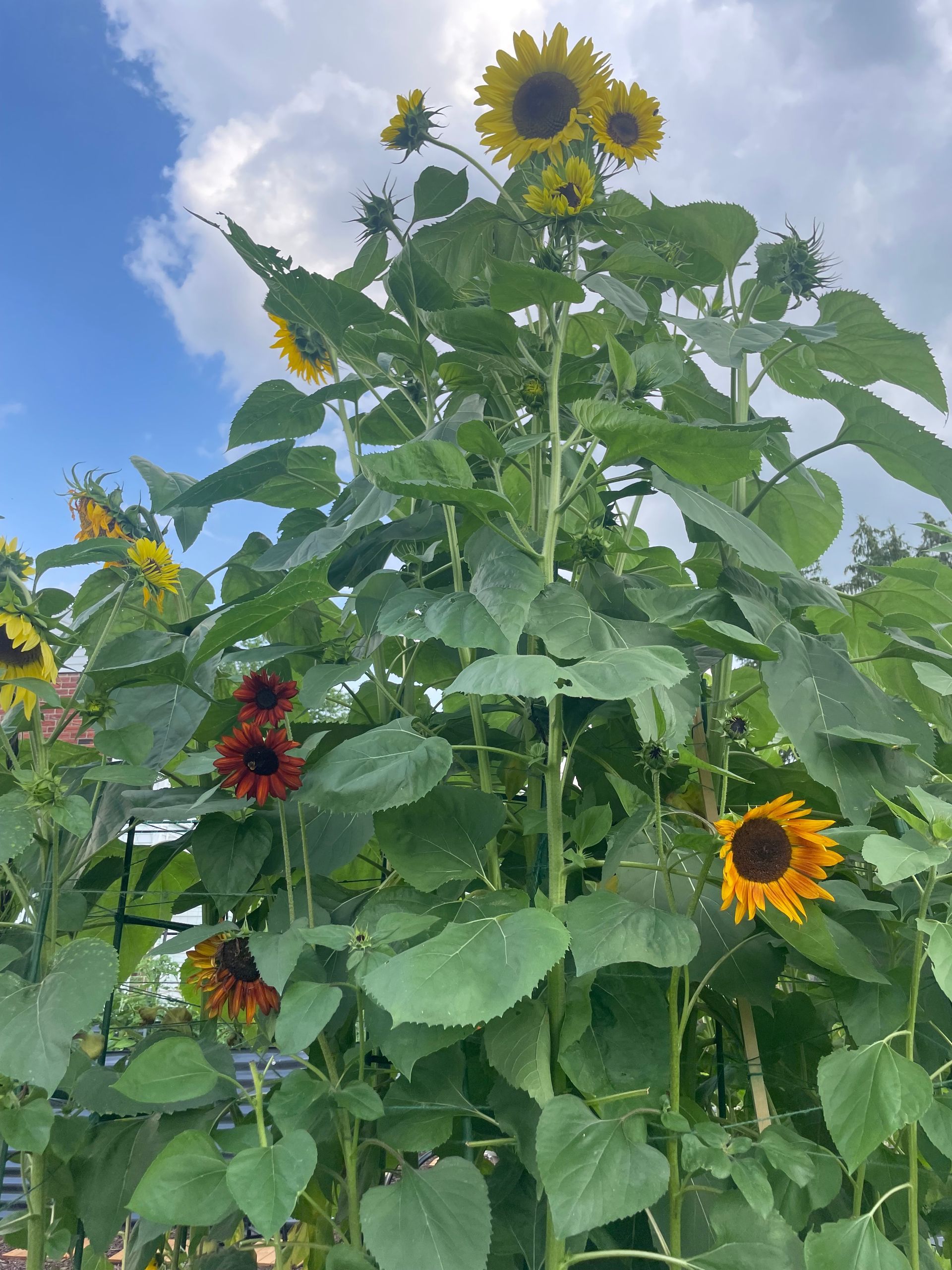 Sunflower from Flower Farm