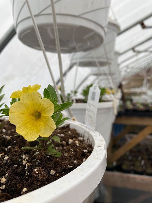 There are many different types of flowers in the garden.