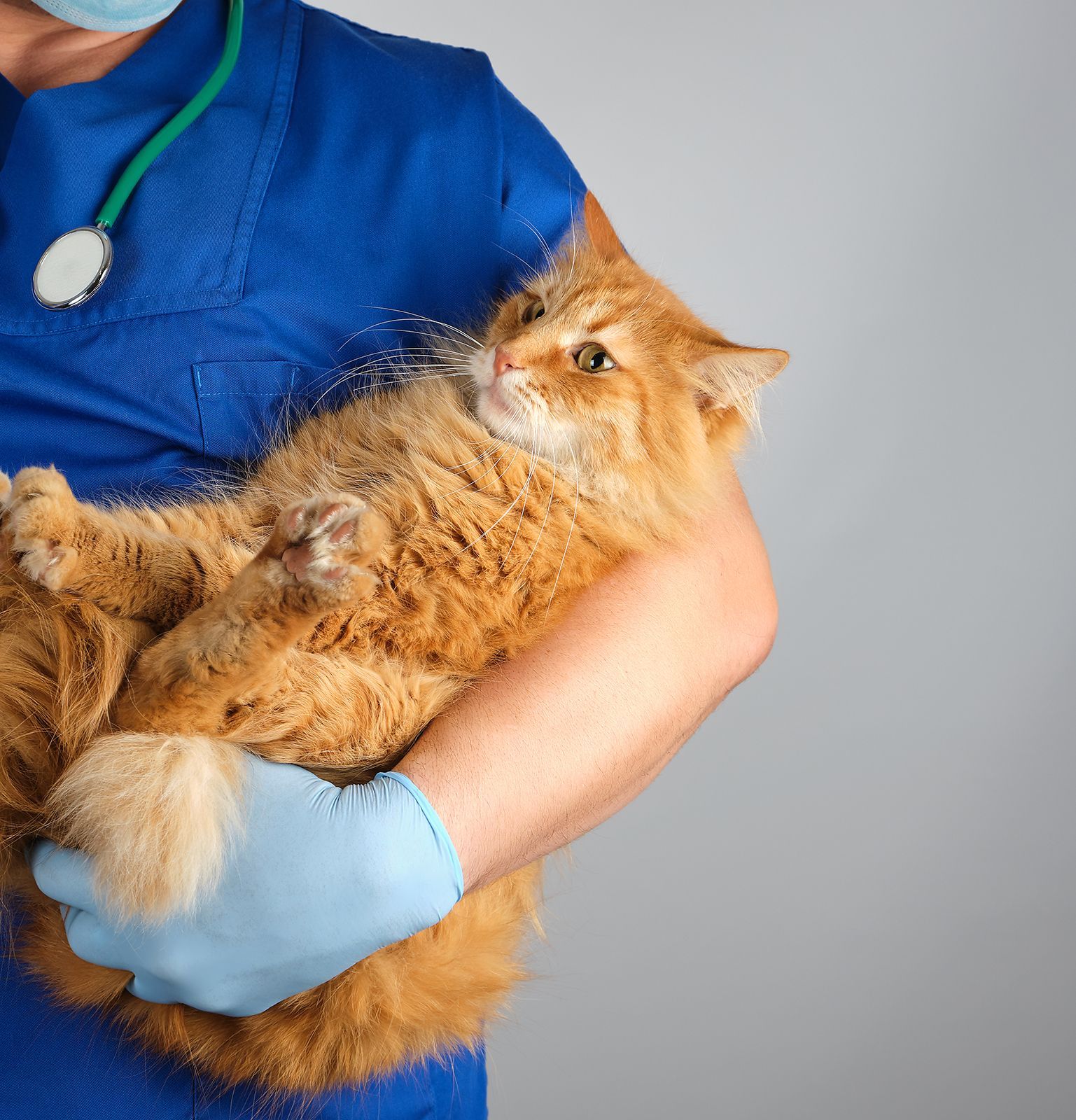 Veterinario sosteniendo un gato peludo naranja, con uniforme azul, mascarilla y guantes. El gato tiene expresión preocupada.