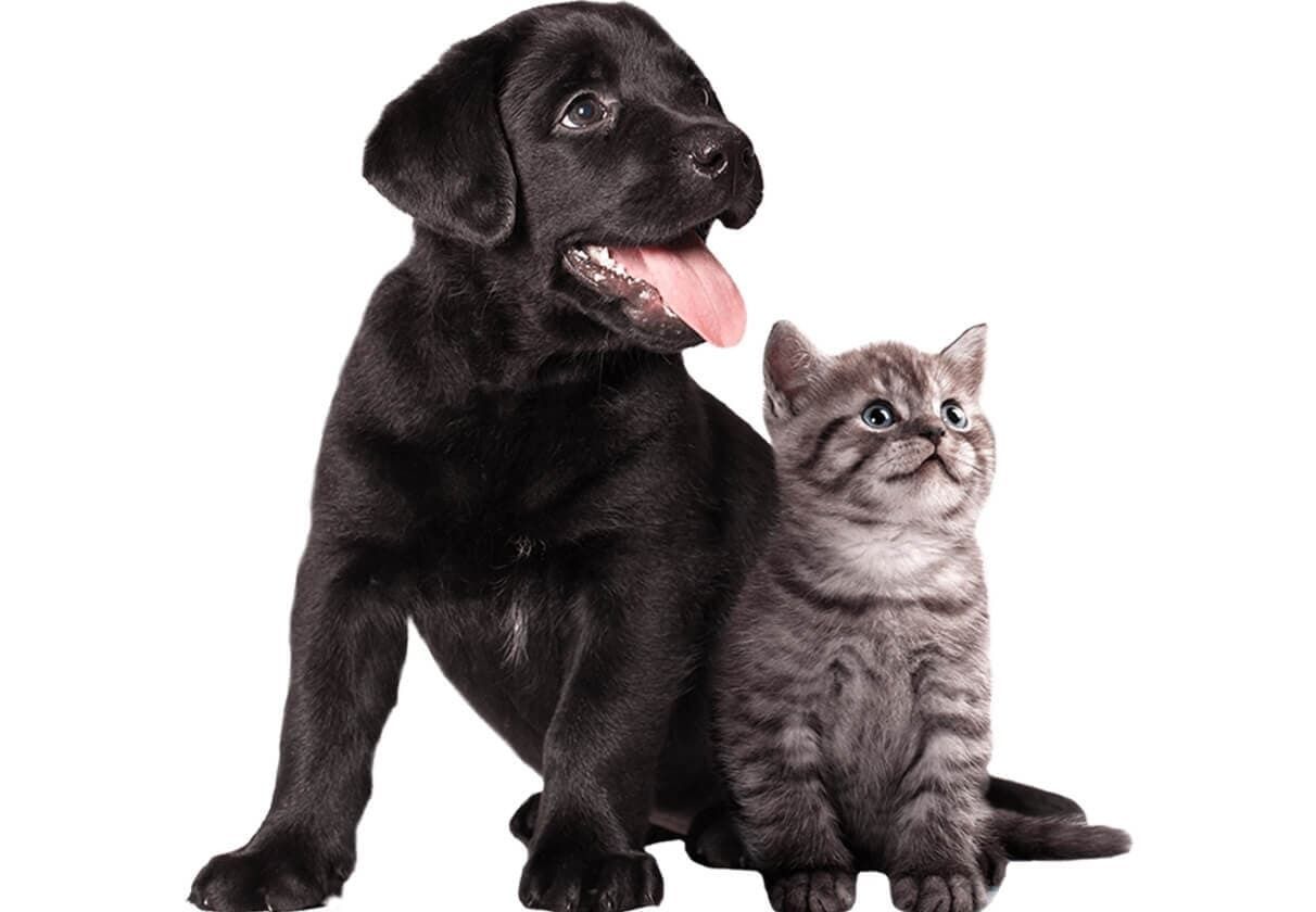 Un perro labrador negro y un gatito atigrado gris se sientan juntos, mirando hacia arriba.
