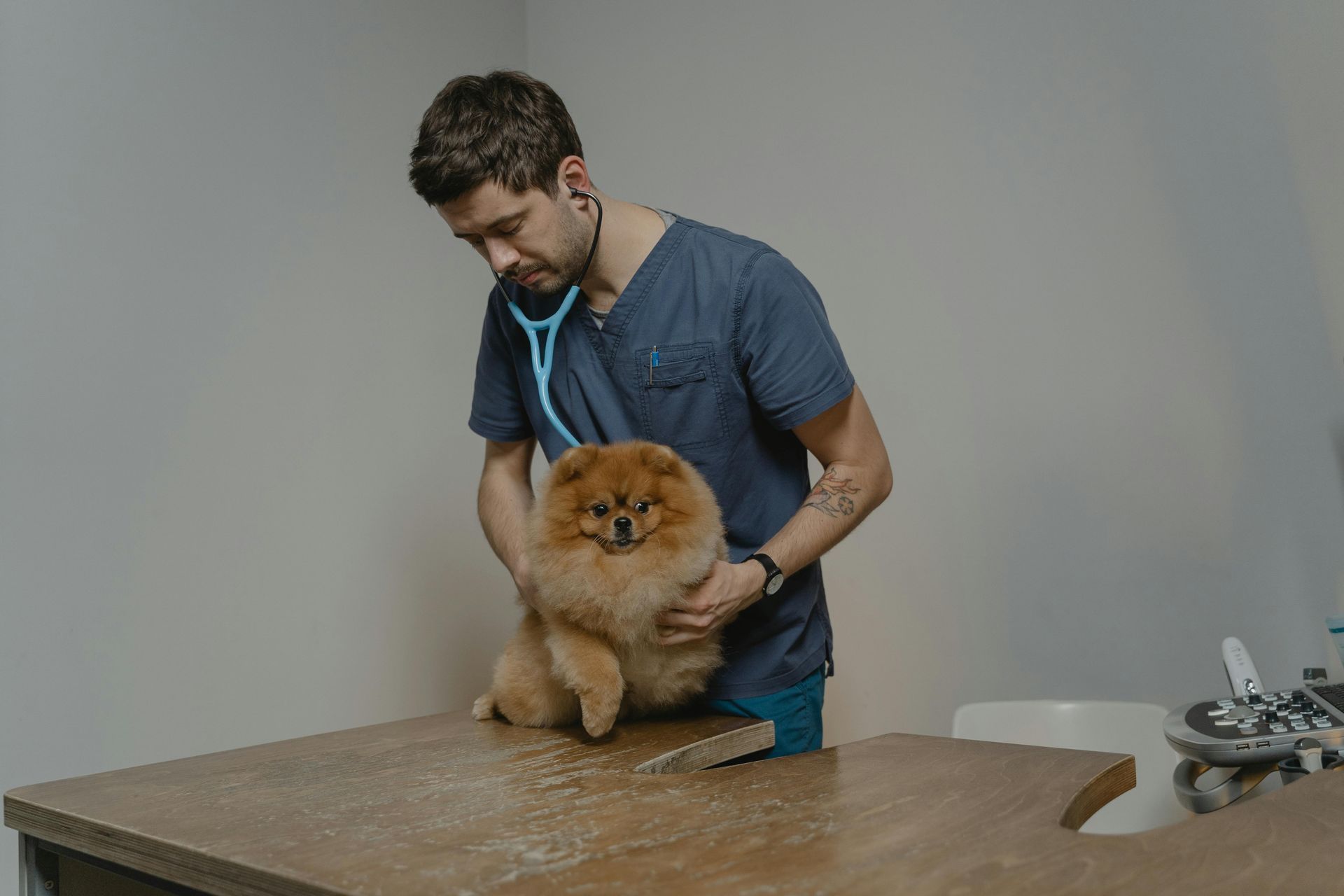 Veterinario escuchando el corazón de un perro de Pomerania con un estetoscopio en una mesa de examen.