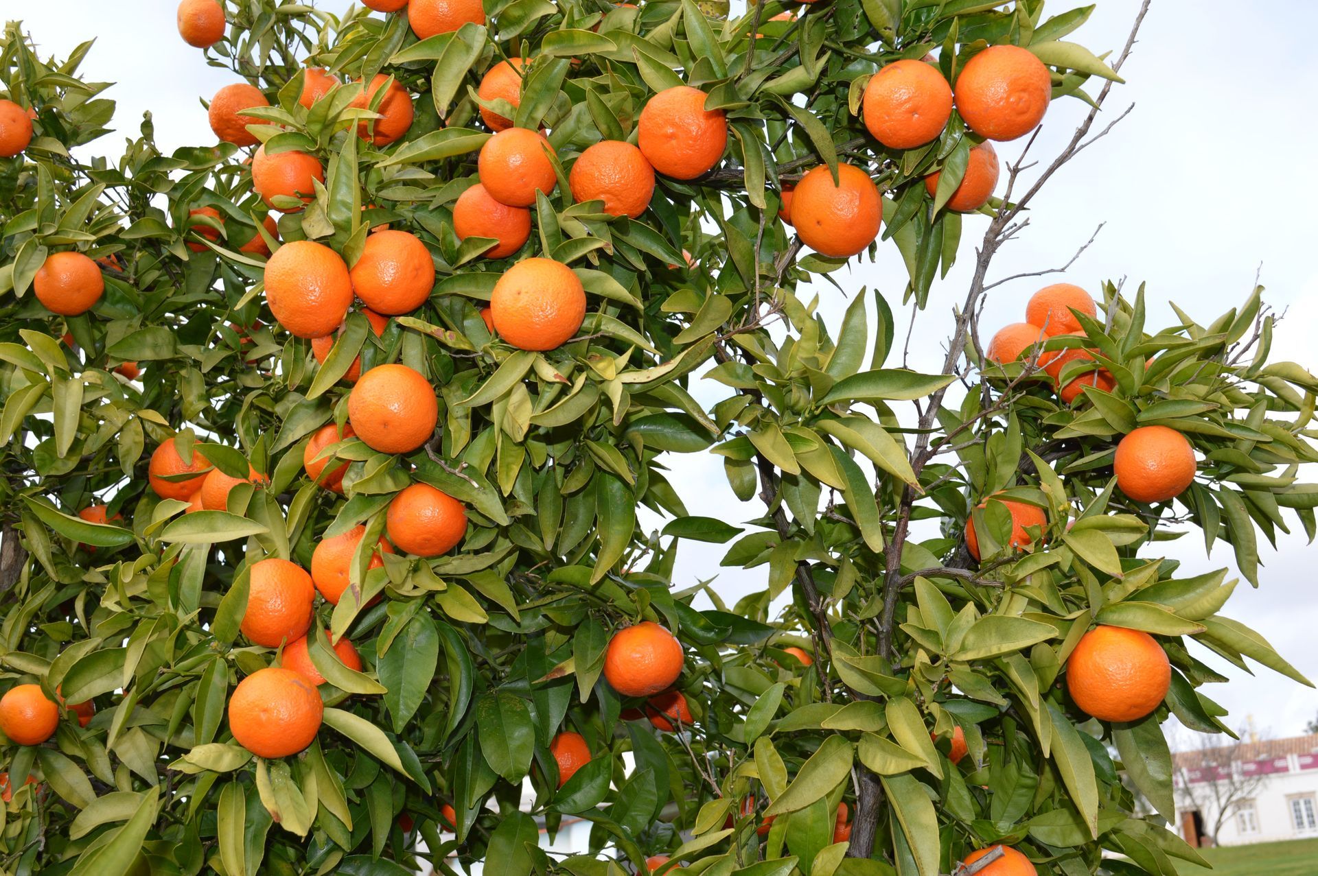 Naranjas