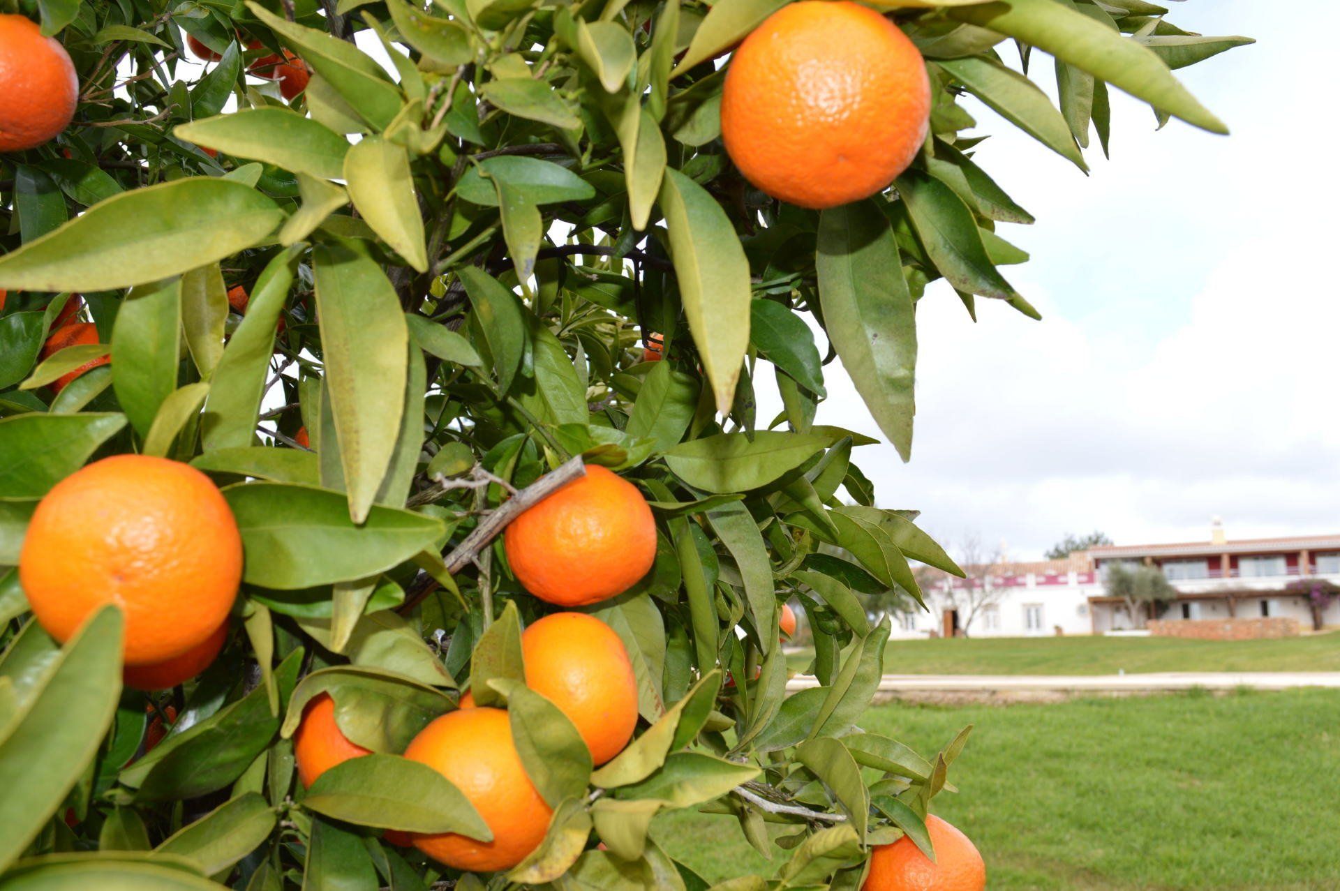 Laranjeira com laranjas e a Quinta da Mesquita no fundo