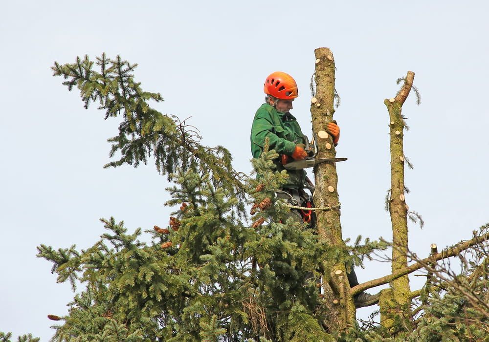 A Man Is Cutting A Tree With A Chainsaw — Central West Budget Tree Services in Dubbo, NSW