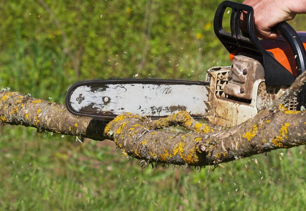 A Person Is Cutting A Tree Branch With A Chainsaw — Central West Budget Tree Services in Dubbo, NSW