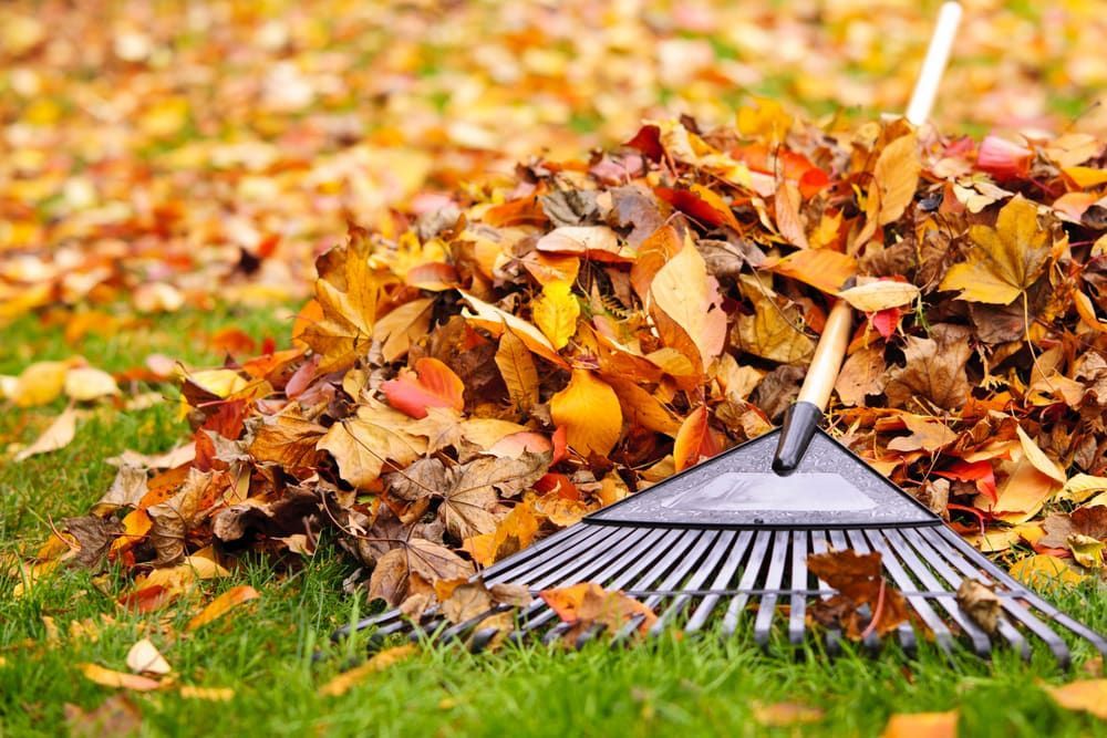 A Rake Is Sitting On Top Of A Pile Of Leaves — Central West Budget Tree Services in Dubbo, NSW