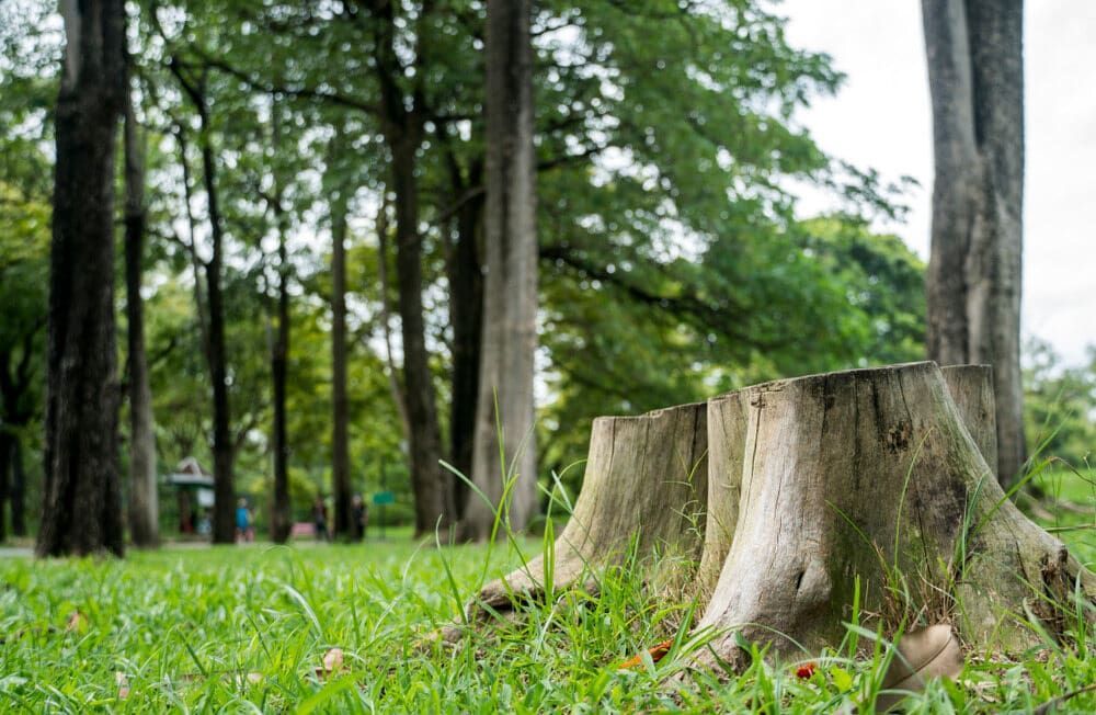 A Group Of Tree Stumps Sitting In The Grass In A Park — Central West Budget Tree Services in Dubbo, NSW