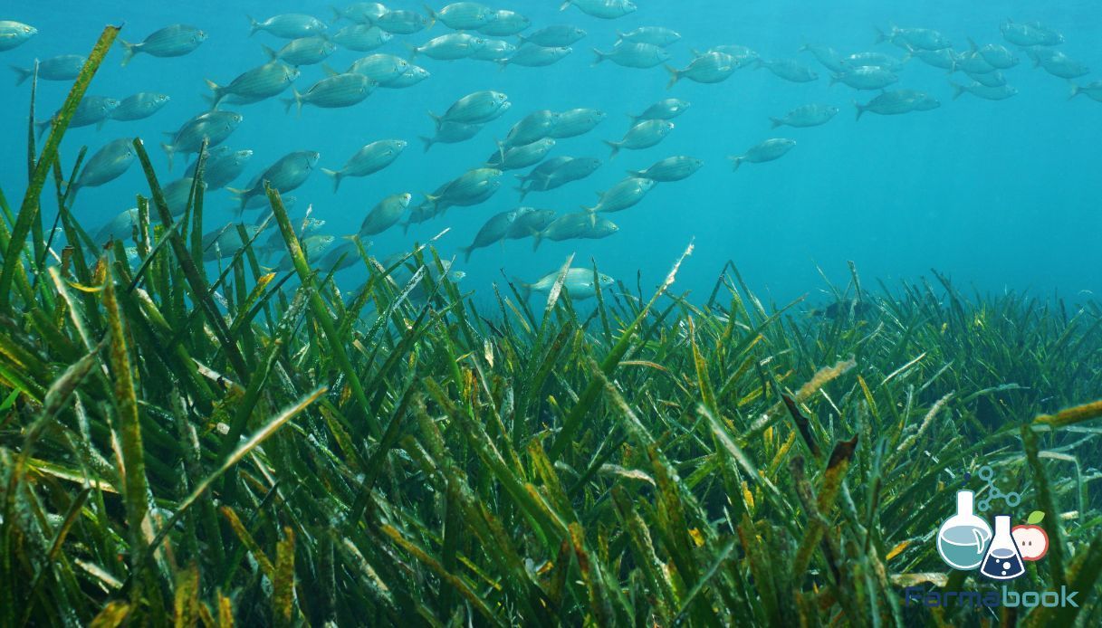 Posidonia