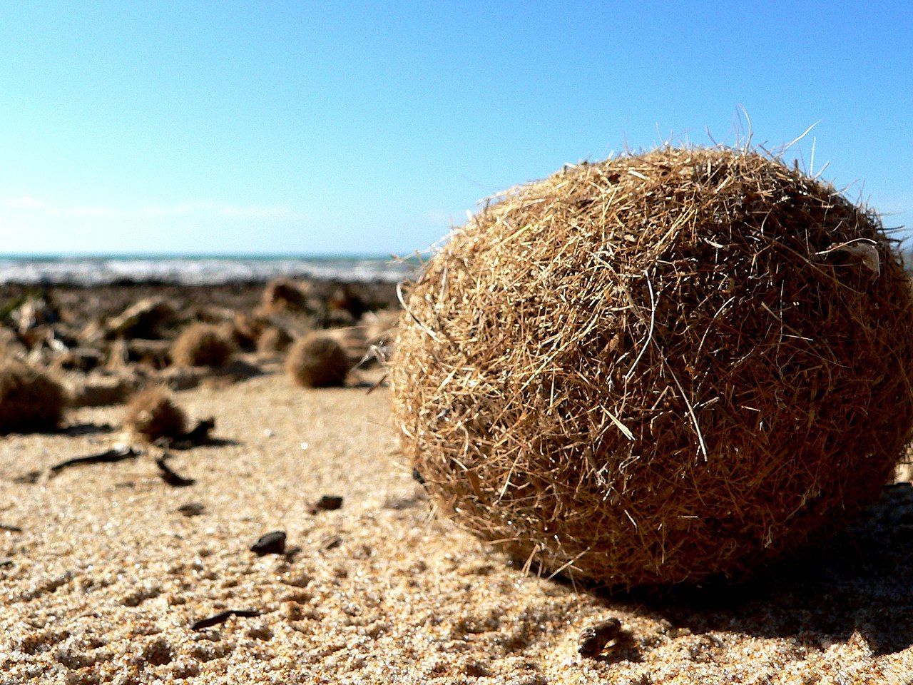 Egagropilo
