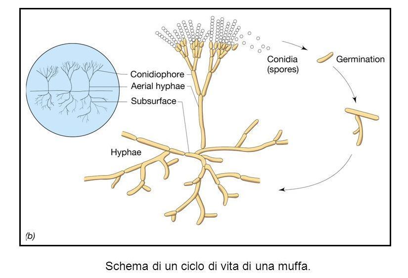 Fonte:https://ilnasodelvino.com/?cultura=le-muffe