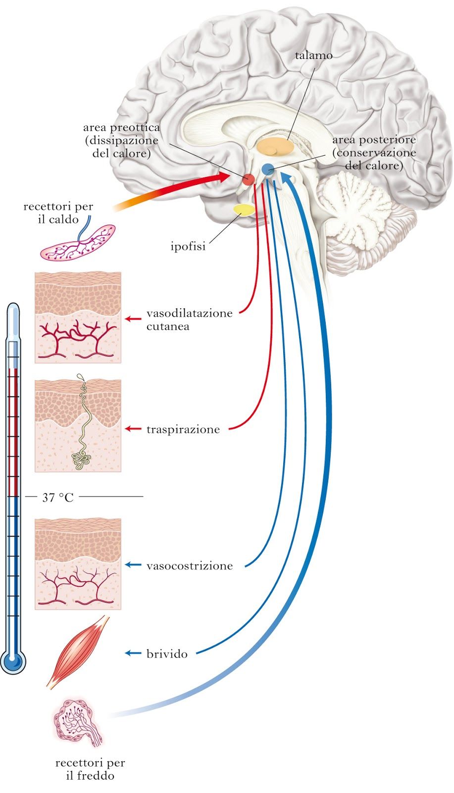 Fonte: comitato fibromialgia