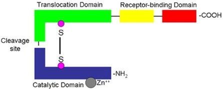 Rappresentazione schematica della tossina botulinica. In blu è rappresentata la catena leggera (dominio catalitico), in verde è rappresentata la catena pesante (dominio di traslocazione) mentre in giallo e rosso sono rappresentati i domini di legame al recettore. 