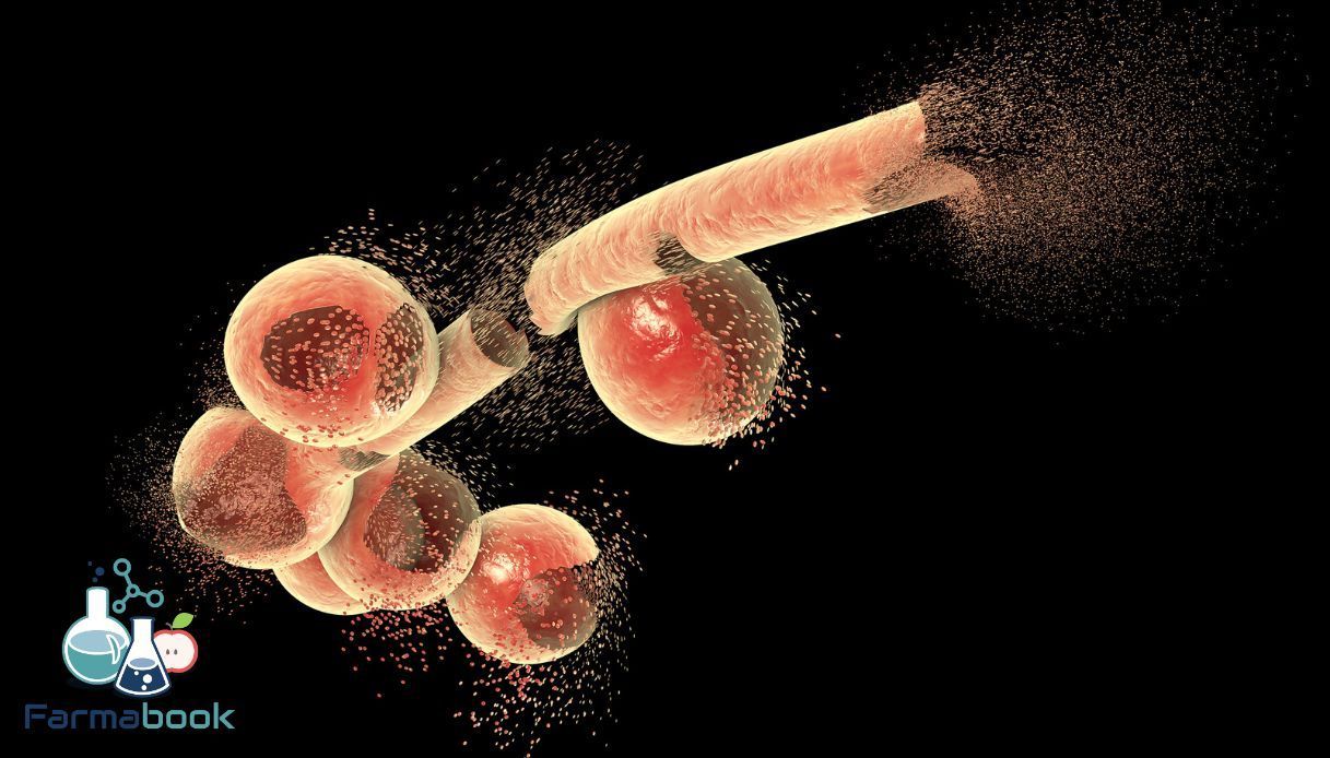 Struttura di Candida albicans