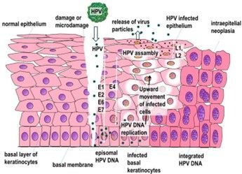 Ciclo di vita di HPV