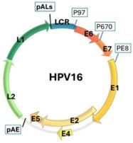 Genoma del virus HPV