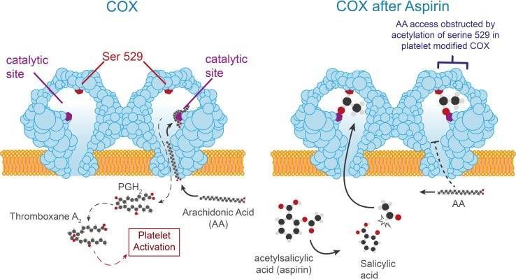Meccanismo d’azione dell’aspirina [https://www.ncbi.nlm.nih.gov/]