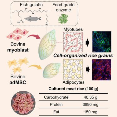 Schema del riso con carne coltivata. https://www.cell.com/matter/abstract/S2590-2385(24)00016-X?_returnURL=https%3A%2F%2Flinkinghub.elsevier.com%2Fretrieve%2Fpii%2FS259023852400016X%3Fshowall%3Dtrue