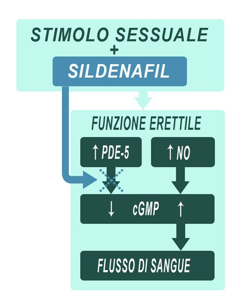 meccanismo d'azione degli Inibitori della fosfodiesterasi di tipo 5 (PDE5)