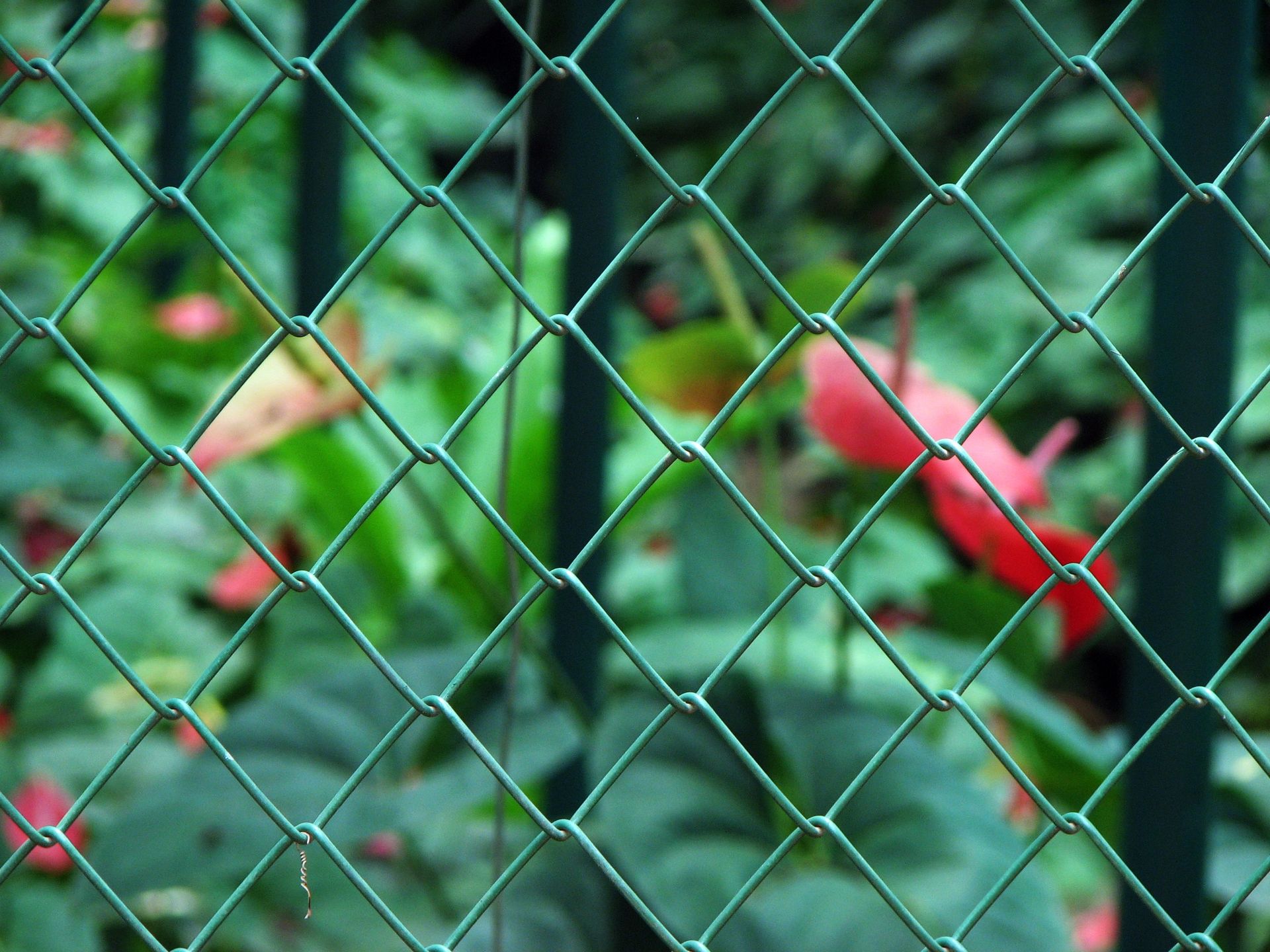 Commercial green coated chain link fence installation in Tampa, FL