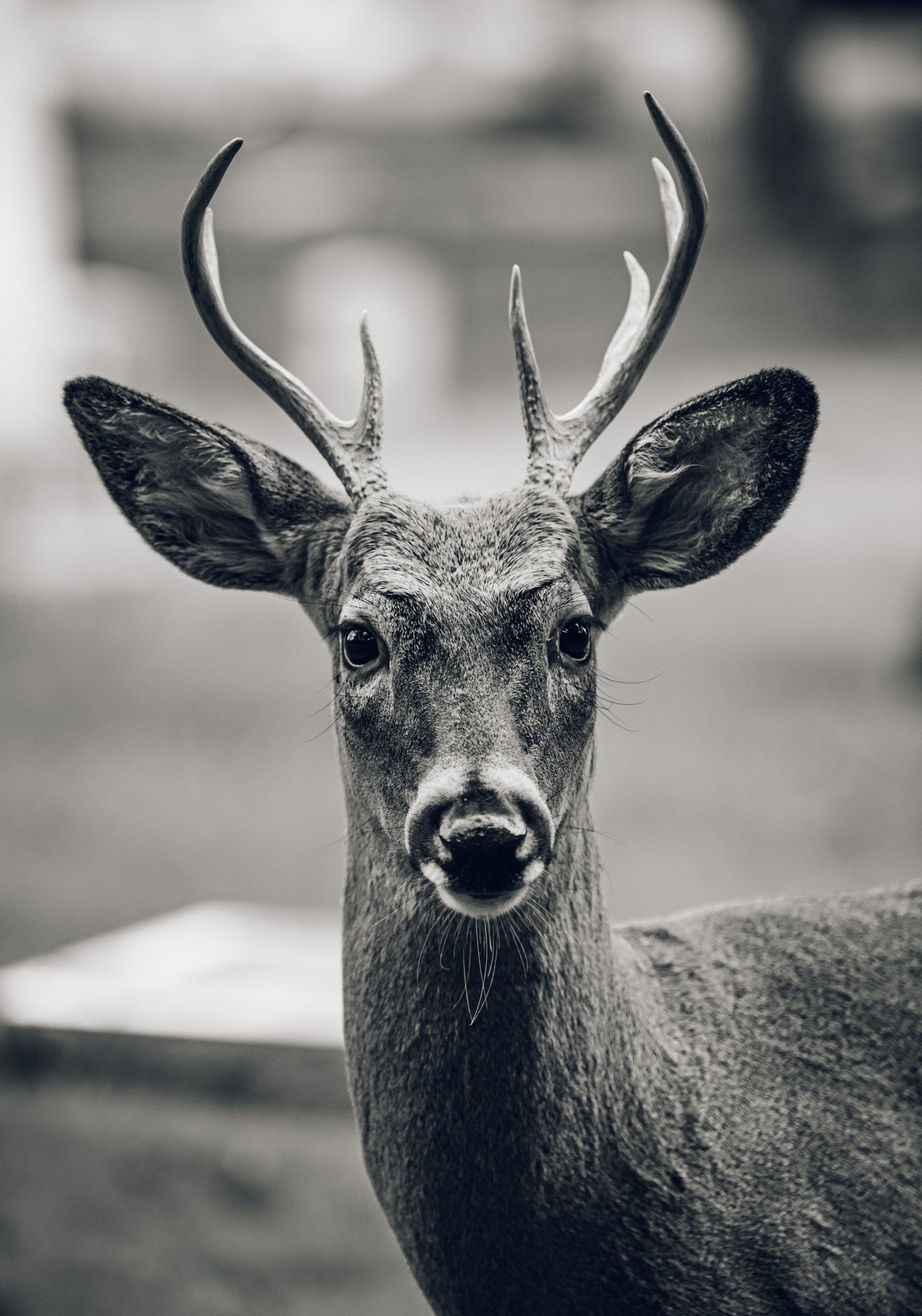 Hunting deer fishing camping
