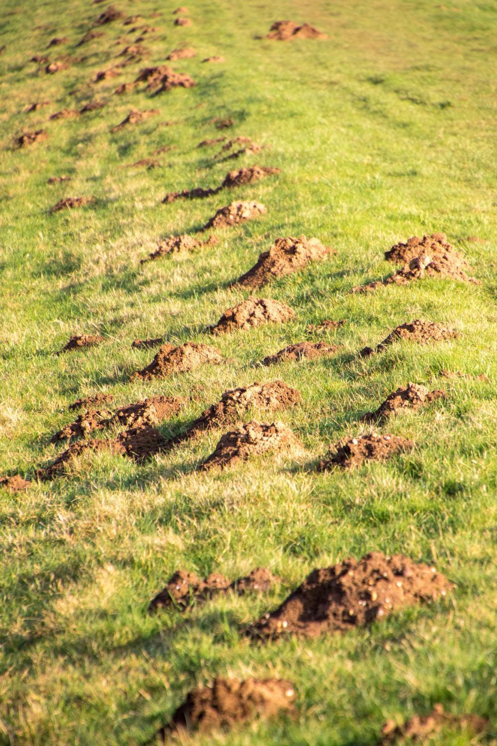 A grassy field covered in a line of numerous small, brown molehills stretching into the distance.
